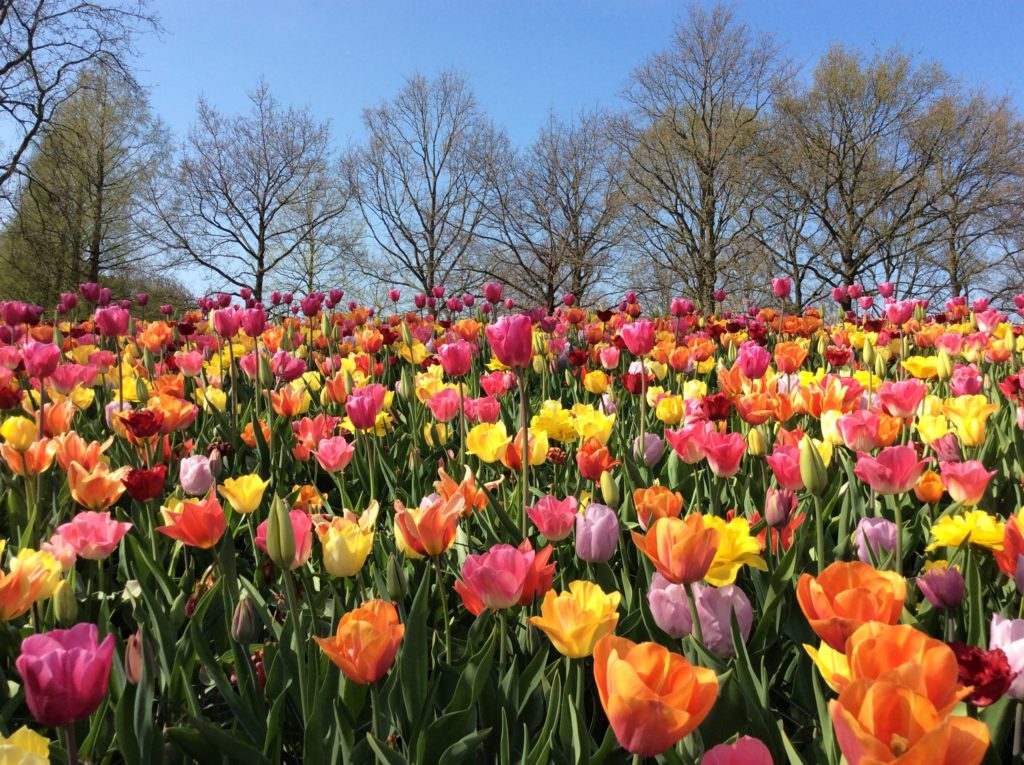 Parque de Tulipanes, Keukenhof, Países Bajos